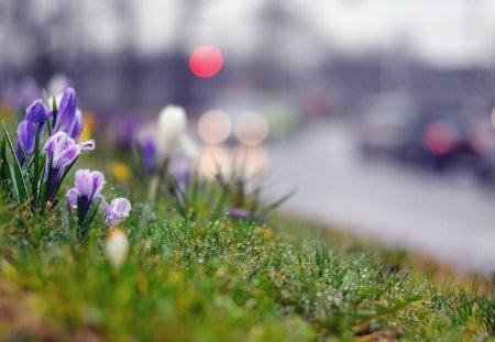 little crocuses - nature, crocuses, purple, flowers