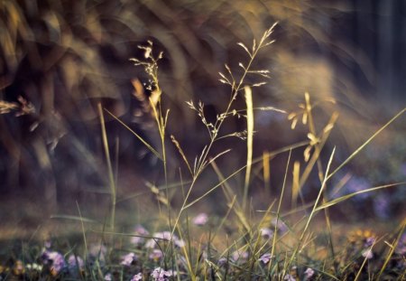 plants - plants, flowers, grass, nature