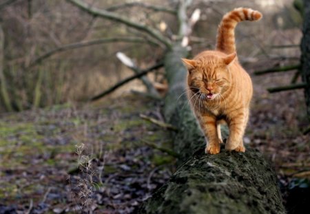 get a movin' - tail, nose, trees, branch, trunk, limb, ground, legs, nature, cats, stripes, animal, orange, grass