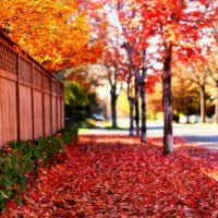 red spring trees