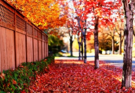 red spring trees - leaves, nature, trees, spring