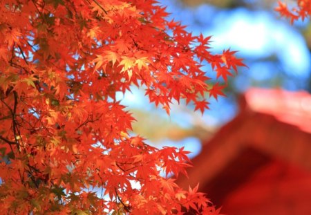 red leaves - red, leaves, home, autumn