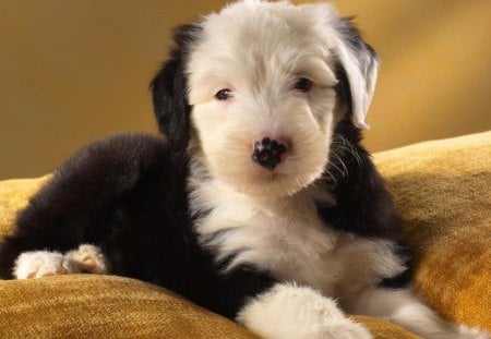 Old English Shepherd puppy - puppy, shepherd, old, english