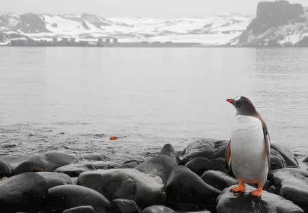 lonely penguin - sea, ice, lonely, penguin