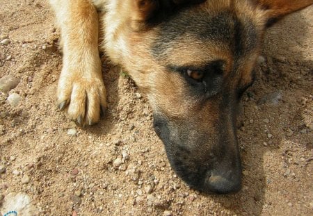 German Shepherd Dog