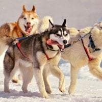 Siberian husky sled dogs