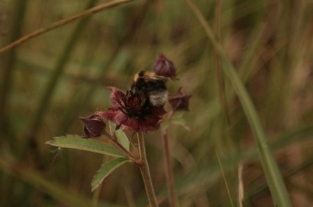 bumblebee - bumblebee, summer, insect arctic, flower