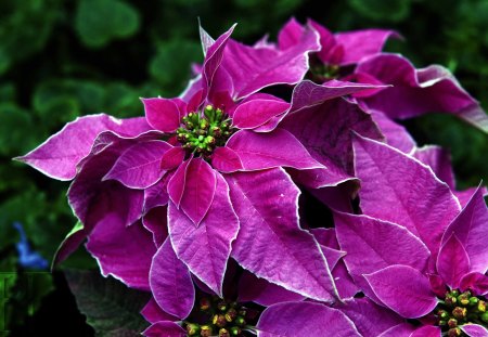 ๑♥๑ Merry Christmas to All ๑♥๑ - forever, love, happy, christmas, electric pink, fresh, nature, hope, purple, flowers poissetia