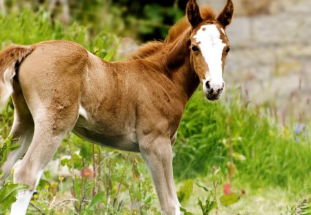 Beautiful Colt - nature, horses, colt, beautiful, green, grass, horse, animals