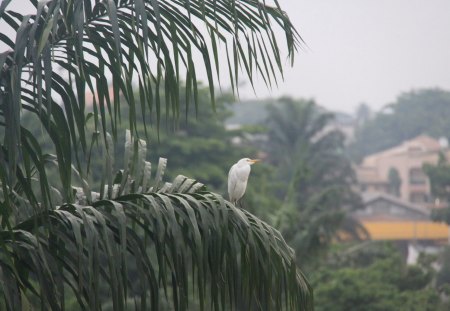 White_Bird - bird, nature, tree, africa