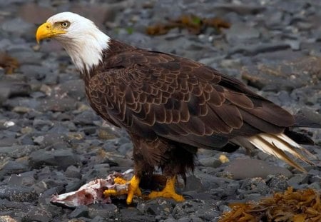 Bald Eagle - bird, eagle, bald, brown