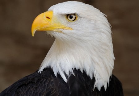 Bald Eagle - eagle, portrait, bald, bird