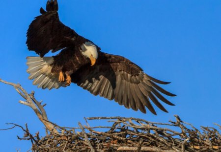 Eagle - bird, eagle, landing, nest