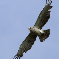 Snake eagle