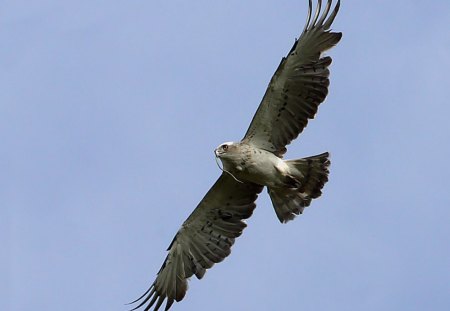 Snake eagle - eagle, snake, prey, flying