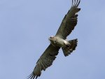 Snake eagle