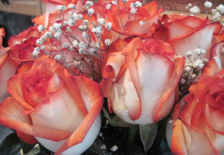 Bouquet of pink roses - white, pink, photography, flowers, rose