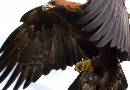 Golden Eagle - bird, flying, eagle, golden