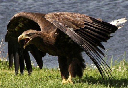 Sea Eagle - white, eagle, bird, sea, tailed