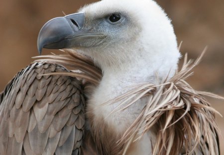 Griffon Vulture - white, griffon, bird, vulture