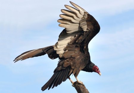 Turkey Vulture - bird, vulture, turkey, branch