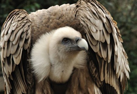 Griffon Vulture