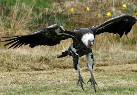 Vulture - vulture, bird, landing, wings, grass