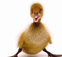 Cute little duck