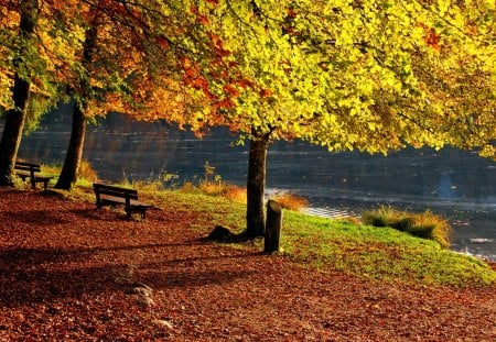 Autumn rest - calm, relax, reflection, leaves, shore, riverbank, red, bench, lake, golden, nice, falling, branches, trees, beautiful, lovely, rest, lakeshore, fall, colorful, river, nature, seat, autumn, serenity, foliage