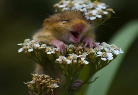 Happiness - mouse, rural, happy, flowers, wild