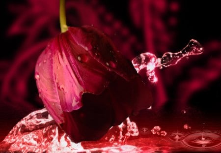 Lovely red tulip - pretty, delicate, lonely, water, beautiful, wet, lovely, reflection, tulip, flowers, red, tender, nice, gift