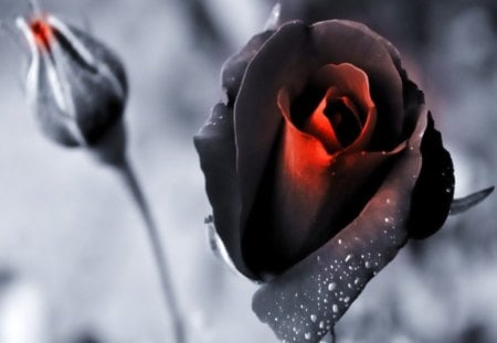 Black magic rose - roses, wet, image, bud, rose, black, white background, nature, red, contrast, flower