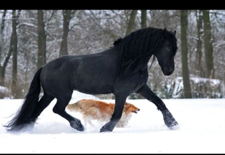 Horse and dog race - race, horse, dog, snow, winter