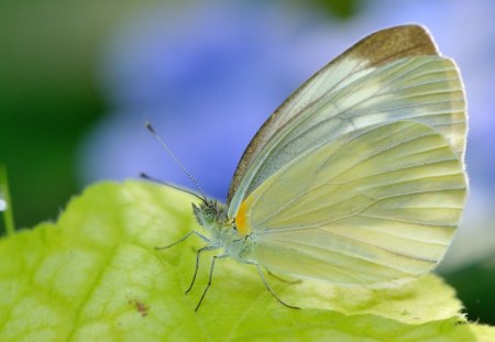 Butterfly - beautiful, butterfly, cool, picture