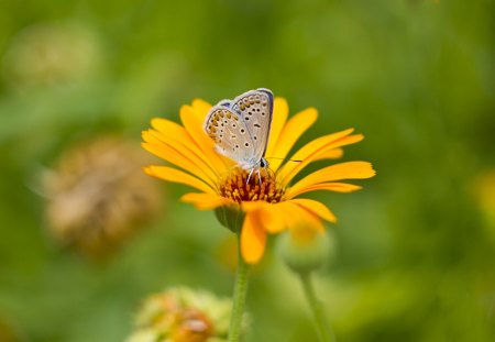 Butterfly on Flower - butterfly, flower, picture, cool