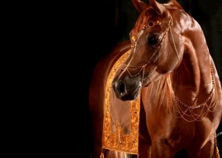 Show horse - horse, brown, animal, show, black, beauty, stunning