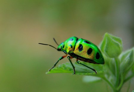 Green Bug - picture, bug, cool, green