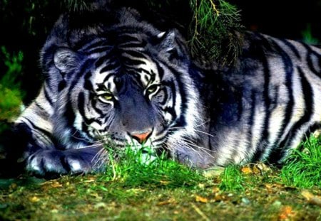 White tiger resting - white, animal, resting, zoo, wild life, tiger