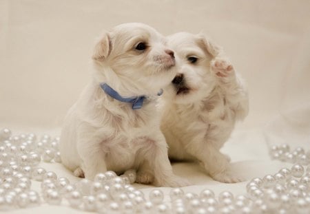 Hey, puppy - dogs, white, sweet, puppy