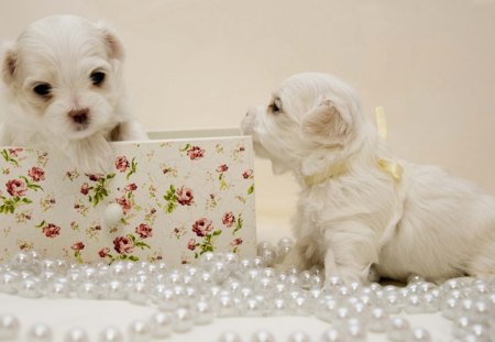 Total cuteness - white, cuteness, dogs, sweet