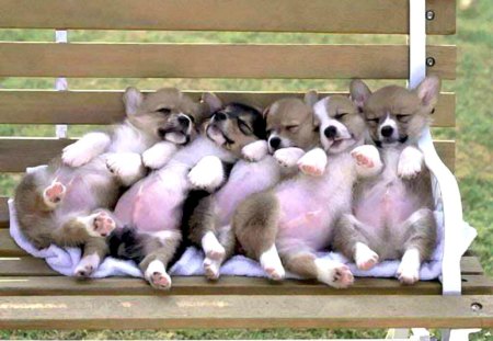 Puppies on a bench - adorable, puppy, flock, gang, dogs, bench, cute