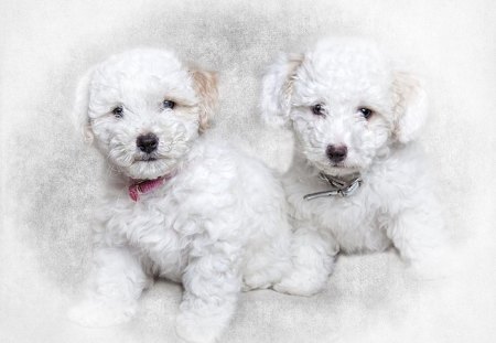 Bichon  Puppies - dogs, white, bichon, puppies