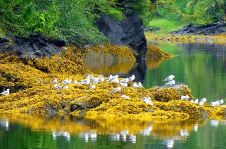 Lake serenity - lakeshore, nice, trees, riverbank, stines, mirrored, rocks, pretty, reflection, calmness, emerald, river, green, cliffs, birds, lake, mountain, shore, lovely, serenity, nature, tranquil, beautiful, island