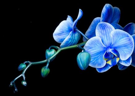 Blue Mystique Orchid - blue mystique, flowers, flower, orchid