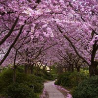 A Forest of Cherry Trees