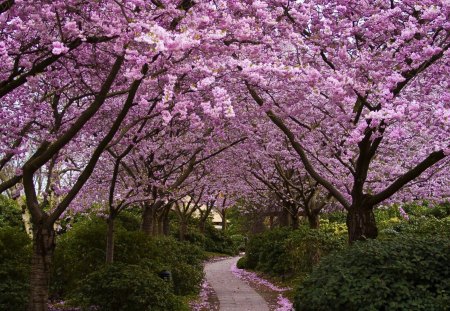 A Forest of Cherry Trees - trees, day, light, cherry, path, bushes, nature, purple, colors