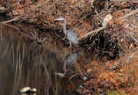 blue heron - nature, woods, birds, hiking