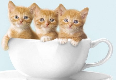 Three Little Cats - three little cats, animals, kittens, eyes