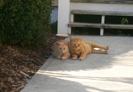 PaPa & Missy Chilling - pets, cats, nap, tabbys