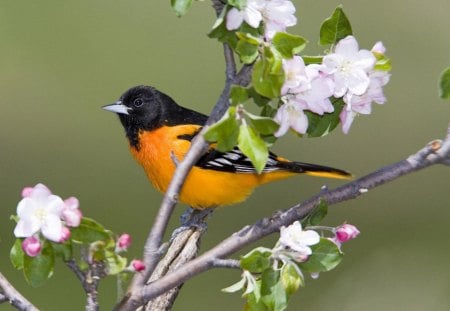 Bird - the bird, animal, nature, orange and black bird, spring